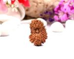 Feel Touch Mart 19 Mukhi Nepal Brown Beads unnees Mukhi Rudraksha by Lab Certified
