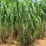 JIGNISHA SEEDS Supier Napier Animal Feeding Grass Long Seeds For Rainy Season Pack Of 500