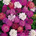 PARYAVARAAN Candytuft Flower Seeds For Balcony pack of 50 seeds