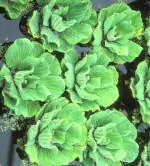 Plantzoin Nile cabbage Jalakumbhi Water cabage pistia 10 Live Plant