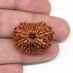 Feel Touch Mart 14 Mukhi | Choudha Mukhi | Fourteen Faced | Rudraksha Original Certified Brown Bead Genuine Nepali Pendant with Thread Pure Nepal Bead by