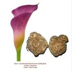 Plantogallery Zantedeschia Sumatra Lilly Exotic Bulb (Pack Of 2) (Pink) | Outdoor Decor| Lawn and Garden| Garden| | Home Accessory| Home Decors| Lawn Accessory| Garending Accessory| Zantedeschia Sumatra Lilly Exotic Bulb|