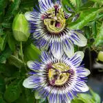 Online Plant Bazar Purple Passion Flower Krishna Kamal Flower Live Plant-P1