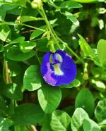 CooPany Blue Colour Sangu poo/Sangu Pushpam Healthy Live Plant - 1 with Safe & Secure Packing