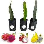 Cloud Farm Healthy Dragon Fruit Tree Plant Combo Pack Of 3 Plant, Plant Height 8-10 CM Big Size Plants, CF_N01