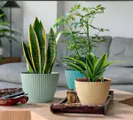 SNR 1Pieces Plant Container Plastic Flower Pot with 7 Inch Bottom Tray Plant Container Set (Pack of 1, Plastic)