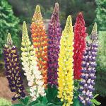 PARYAVARAAN LUPIN PIXIE DWARF MIXED FLOWER SEEDS (AVG 30-50) SEEDS For Home Gardening