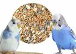 COLOURFUL - Natural & Healthy Premium Birds Food for Budgies and Parakeet | Daily Birds Food Seed Mix (1.8kg)