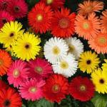 PARYAVARAAN Gerbera Flower Seeds For Winter Season pack of 10 seeds