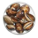 Pmw - Black Gavvalu - Lakshmi Gavvalu - Big Size - Pack Of 11 - Pooja & Vasthu - Kauri - Kowri - Cowry - Kaudi - Cowrie - Gavvalu
