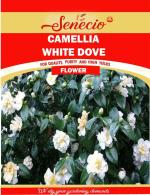SENECIO Camellia White Dove High Quality Garden Seed - 10 Per Packet