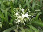 Plantzoin Spider lily Chindar Hymenocallis littoralis Arisha Live Plant