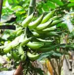 CooPany Nendran Banana/Chengalikodan Banana/Swarnamukhi Banana Live Plant - Rhizome Varity (Not Tissue Culture Plant) with Safe and Secure Packing