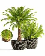 Green World Drought Resistant Phoenix Canariensis Palm Ornamental Tree Seeds - 1 Kg