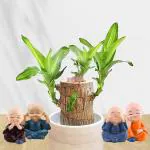 FlowerAura Air Purify Live Indoor Lucky Brazilian Wood Plant With Pack of 4 Cute Buddha Monks For Living Room, Balcony, Bedroom, Home/ Office Decor, Birthday Gift, Anniversary Gift, Diwali Gift