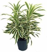 Bhajanlal Greenery Song of India Dracaena Reflexa Pleomele Air Purifying Green Live Indoor Plants