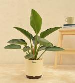 UGAOO Philodendron Congo Natural Live Indoor Plant With Pot (Large)
