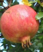 Cloud Farm Hybrid Pomegranate Plant - 200 mm CF503111