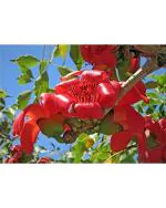 Bombax Ceiba Red Silk Cotton Tree Seeds