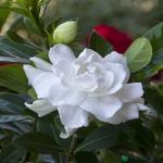 PLATONE Jasmine Plant_Jasmine Plant fd RB hg(y252