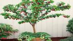 Corofitam Cherry Fruit Plant Grafted Sweet Red Cherry Live Plant