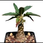 futaba Celestial Cactus Garden Seeds-10Pcs