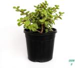 Heaven Of Saplings Jade Plant (Pack of 1)