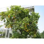 Cloud Farm Healthy Darjeeling Orange Healthy Plant Healthy Grafted Hybrid Plant Pack of 1 CF_1690