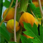 Tamransh Paudha Papaya Seed, 15 Seeds