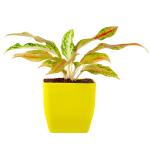 PHULWA Aglaonema Pink Snow Live Plant With Yellow Square Plastic Pot