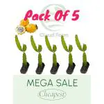 Cloud Farm Original Israeli Yellow Dragon Fruit plant, Pack Of 5 SCF_145