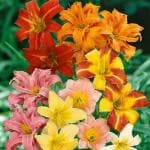 PARYAVARAAN Day Lily Hemerocallis (Multicolour) - Pack of 5