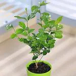 Platone Jasmine PlantJui PlantIndoor Live Plant With Without Pot - Jasmine Live Plant Arabian Or Chameli Chamelee Motiya (Bela) Motia Mogra Flower Tree Sapling House All Season Flowering Garden Plant(1 Healthy Live Plant)