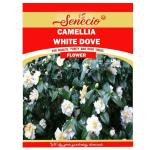 SENECIO Camellia sasanqua 'White Dove' High Quality 10 Seeds Pack