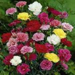 PARYAVARAAN Carnation Flower Seeds For Winter Season pack of 50 seeds