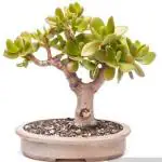 Platone Crassula Bonsai Plant (KH-334)
