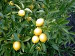Dream mall Exotic Tropical Fruit Meyer Lemon Dwarf Citrus Plant