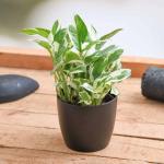 UGANIO PLANT Good Luck Air Purifying N'joy Money Plant in White Ripple Ceramic Pot