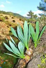 Plantzoin Indian squill Ban piaj Drimia indica Bana piaja Live Plant