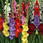Kraft Seeds Gladiolus Mix Flower Bulbs (Pack of 500)