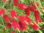 Plantzoin Bottle brush Cheel Melaleuca viminalis Bottlebrush Live Plant