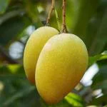 Cloud Farm Hybrid Kesar Mango Plant - 200 mm CF_A313