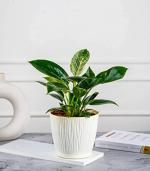 Nurturing Green Ivory Plastic Birkin Plant In Ivory Tide Self Watering Planters Pots