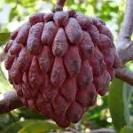 Zomoloco Custard Apple PlantAata PlantSG-P-199