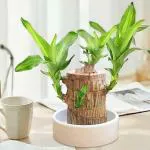 Zelwie Brazilian wood plant Lucky Brazil Wood Potted Plant Healthy Indoor Live Lucky Brazilian Wood Plant for Living Room, indoor plants Feng Shui brazilian lucky wood plant (without pot)