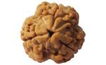 Feel Touch Mart 3 Mukhi Rudraksha Nepal Original Certified Natural Teen Mukhi Rudraksha Pendant with Laal Dhaga A1 Brown Blessed by Lord Trishakti for Men & Women