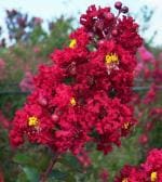ONLINE PLANT BAZAR Furush or Crape myrtle (Lagerstroemia indica, family: Lythraceae) FLOWER PLANT