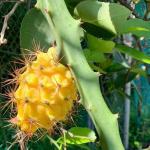Online Plant Bazar Yellow Dragon Fruit Live Plant-D06Y