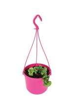 UGAOO Twisted Hoya Natural Live Indoor Plant With Hanging Pot
