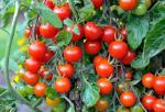 PARYAVARAAN Tomato Cherry Vegetable Seeds F1 Hybrid Seeds For Summer Season Pack of 30 Seeds